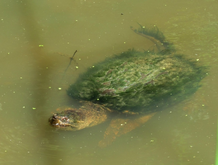 Common Snapping Turtle